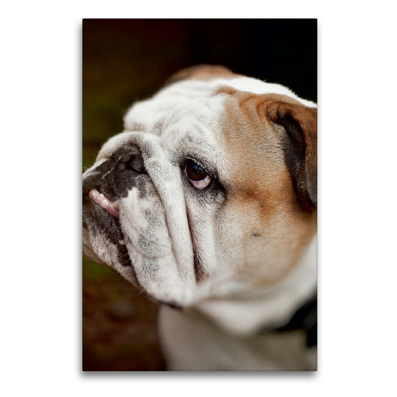 Englische Bulldogge