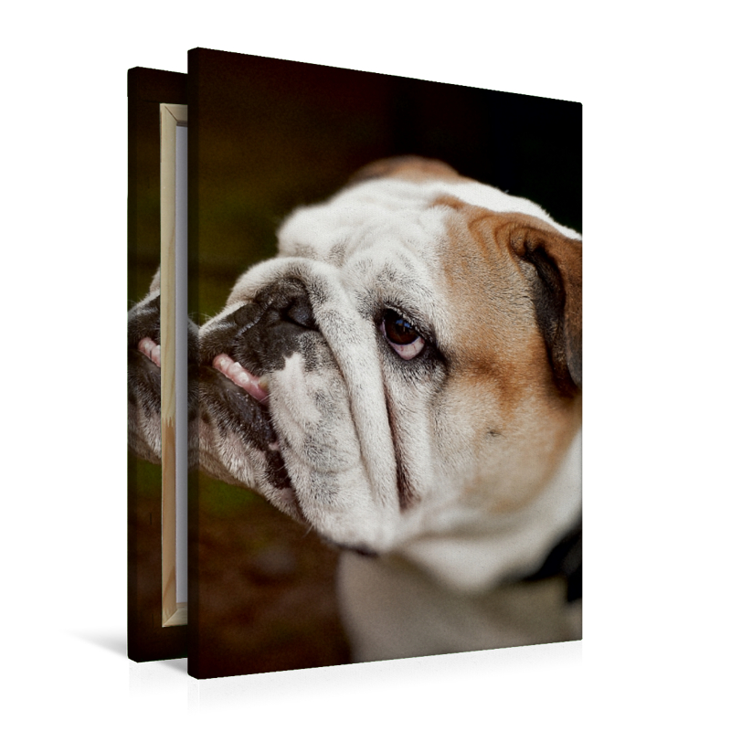 Englische Bulldogge