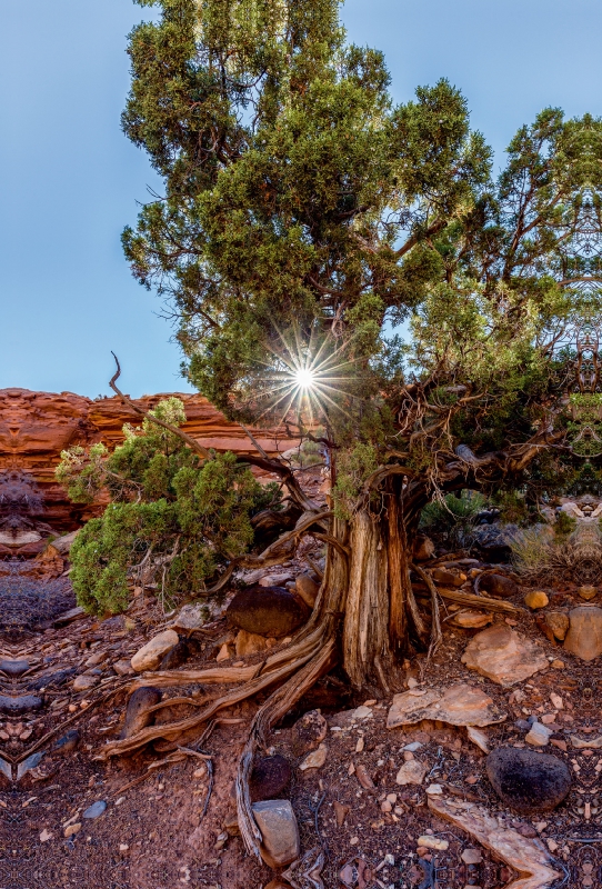 Utah Juniper