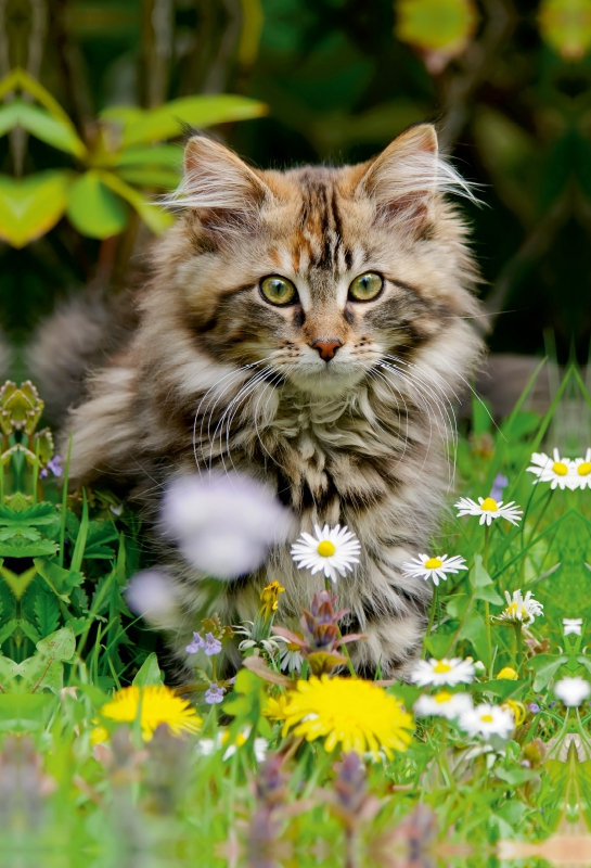 Niedliches Maine Coon Kätzchen in einer Frühlingswiese