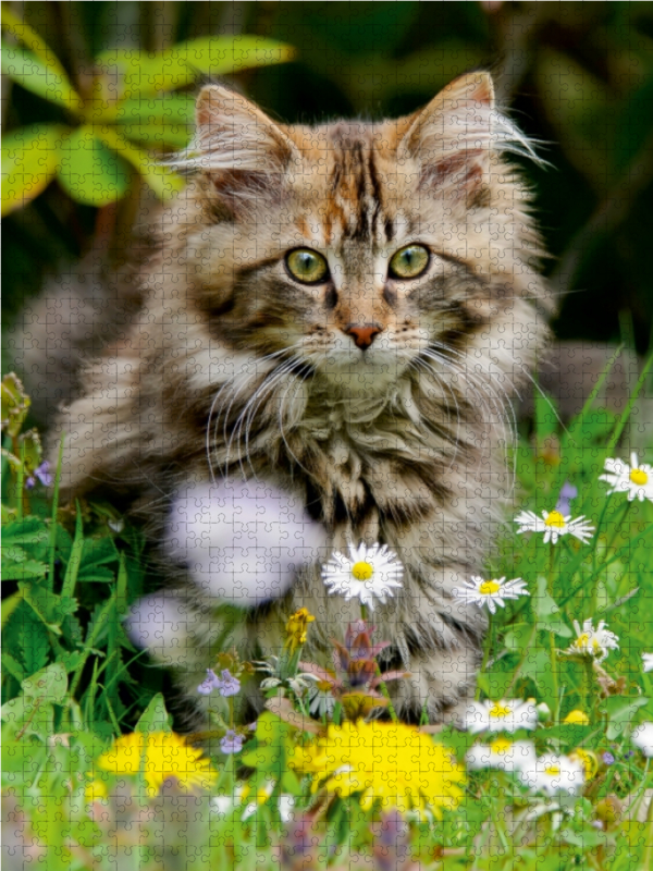 Niedliches Maine Coon Kätzchen in einer Frühlingswiese