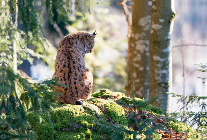 Luchs