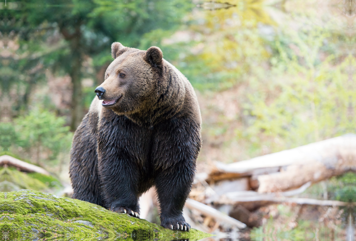 Braunbär