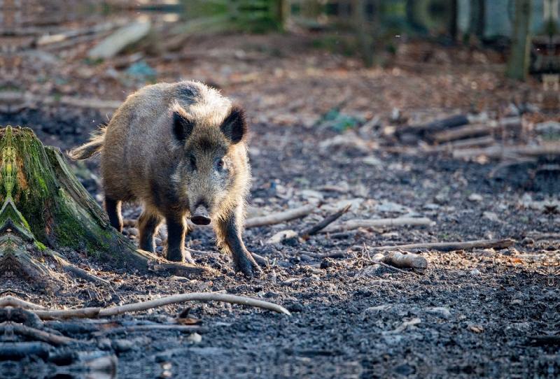 Wildschwein