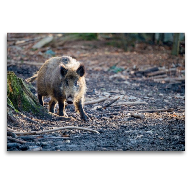 Wildschwein