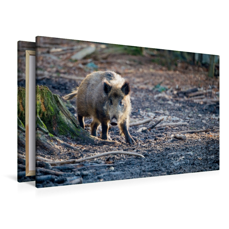 Wildschwein