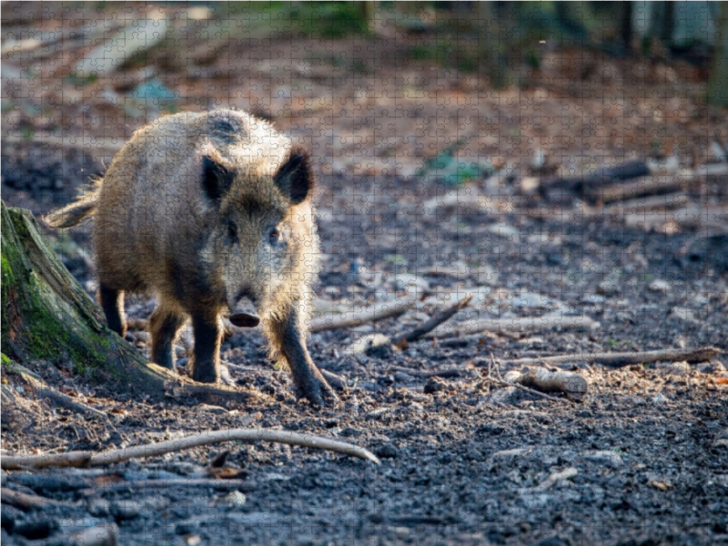 Wildschwein