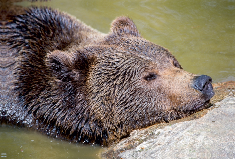 Braunbär