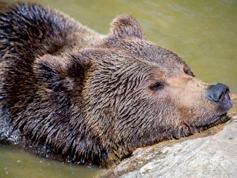 Braunbär