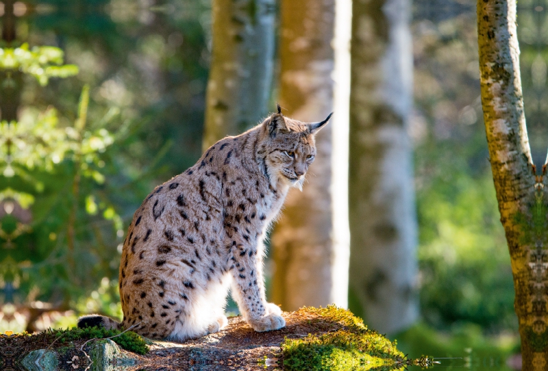 Ein Motiv aus dem Kalender Faszination Luchs im Bayerischen Wald