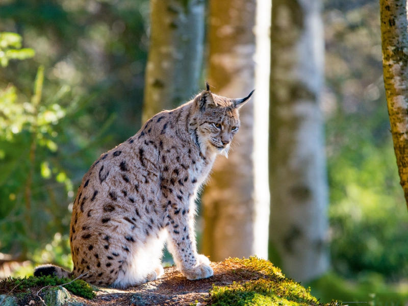 Ein Motiv aus dem Kalender Faszination Luchs im Bayerischen Wald