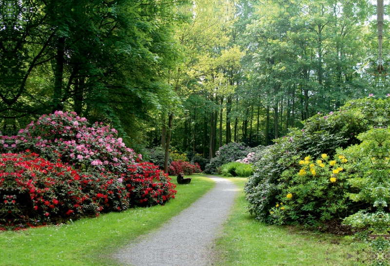 Rhododendronwald in Bad Sassendorf