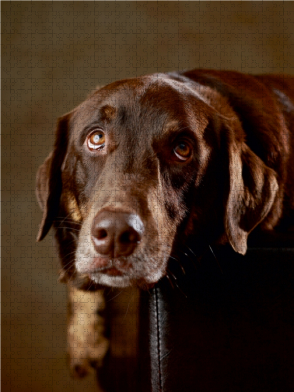 Simba - Labrador x Rottweiler-Mix, 4 Jahre