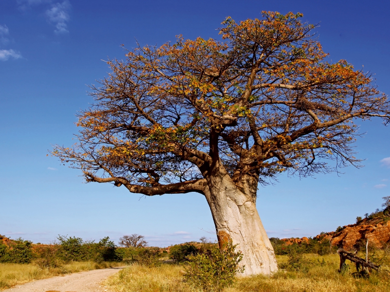 Affenbrotbaum in Afrika