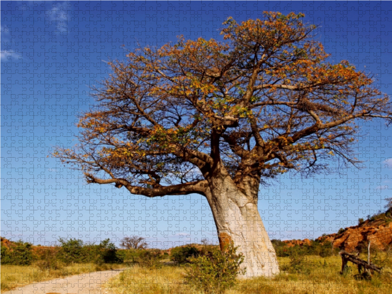 Affenbrotbaum in Afrika