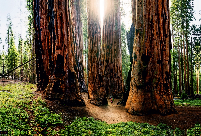 Giant Forest, Sequoia Nationalpark, Kalifornien, USA