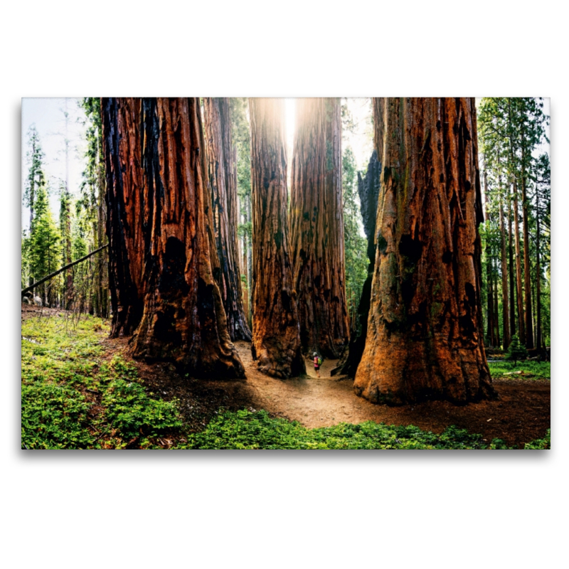 Giant Forest, Sequoia Nationalpark, Kalifornien, USA