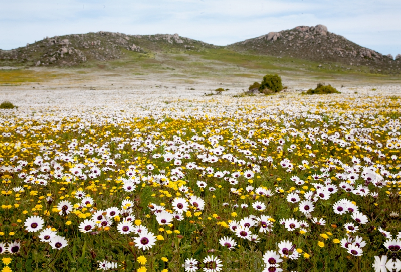 Blumenwiese im Westcoast Nationalpark