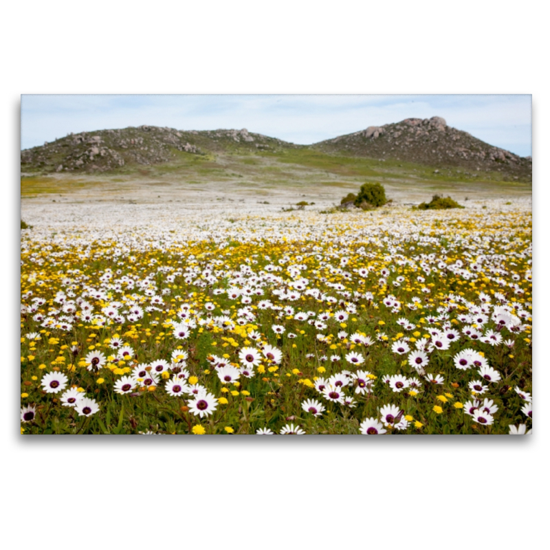 Blumenwiese im Westcoast Nationalpark