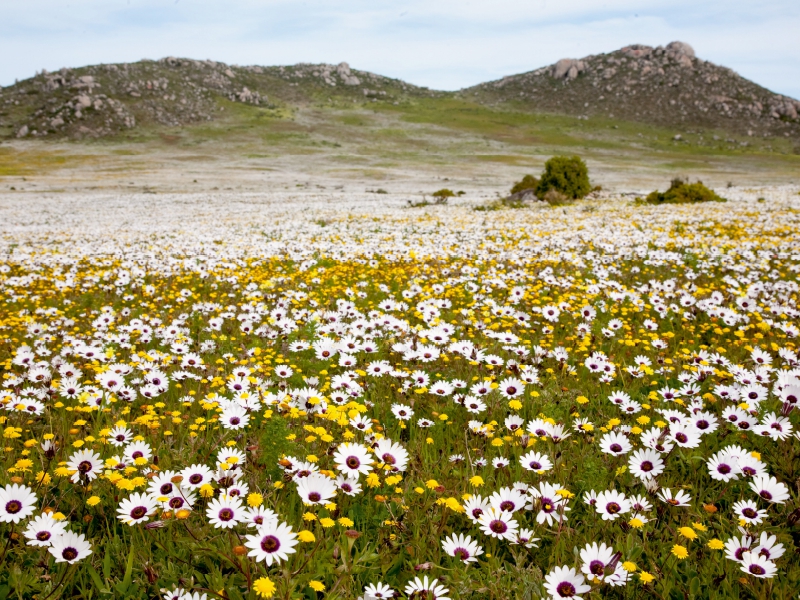 Blumenwiese im Westcoast Nationalpark