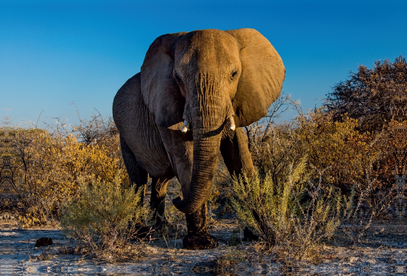 Elefant in Etosha