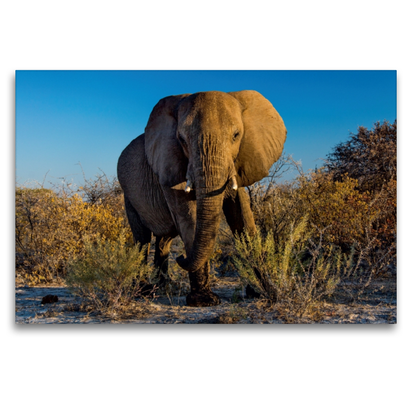 Elefant in Etosha