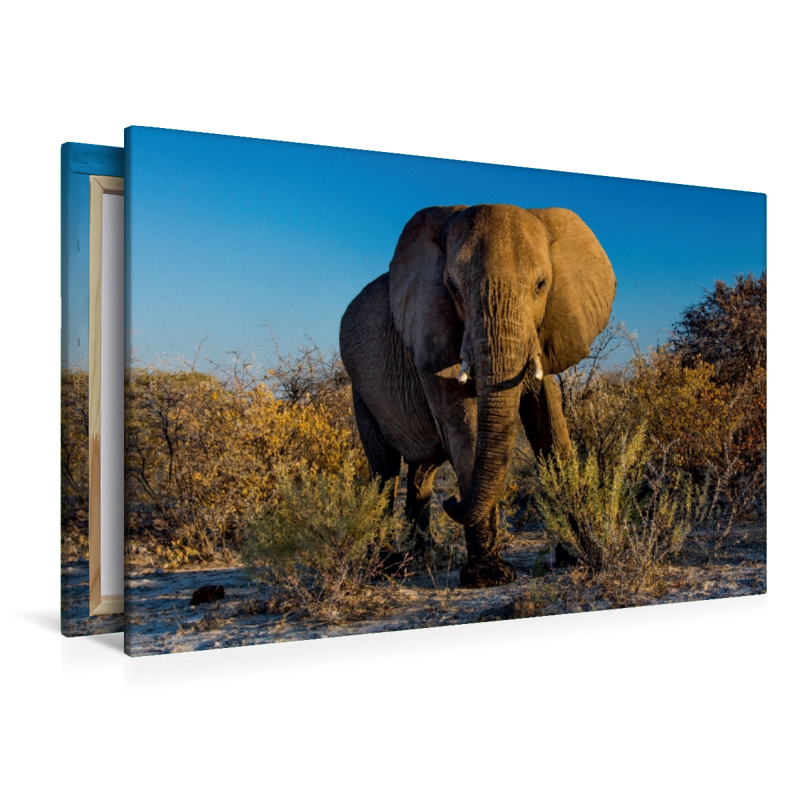 Elefant in Etosha