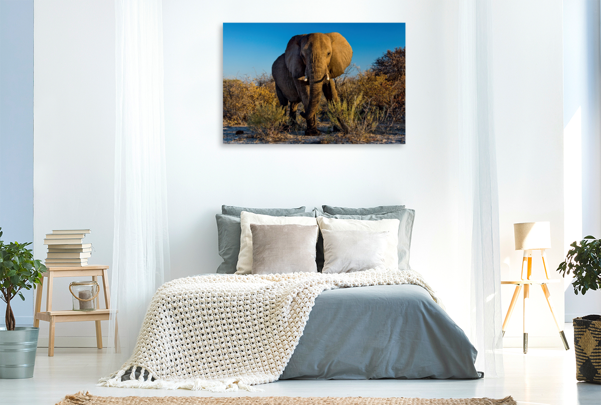 Elefant in Etosha