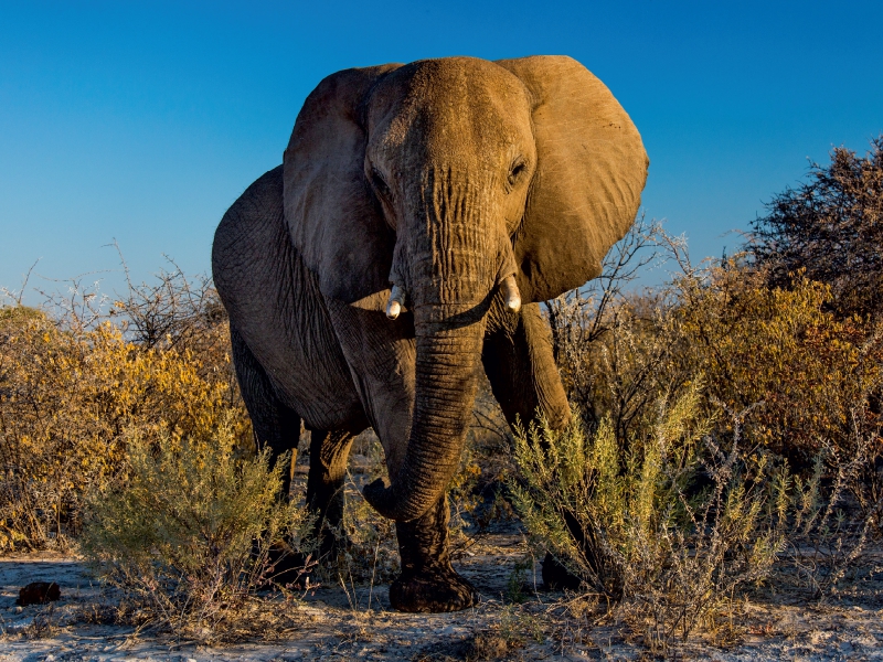 Elefant in Etosha