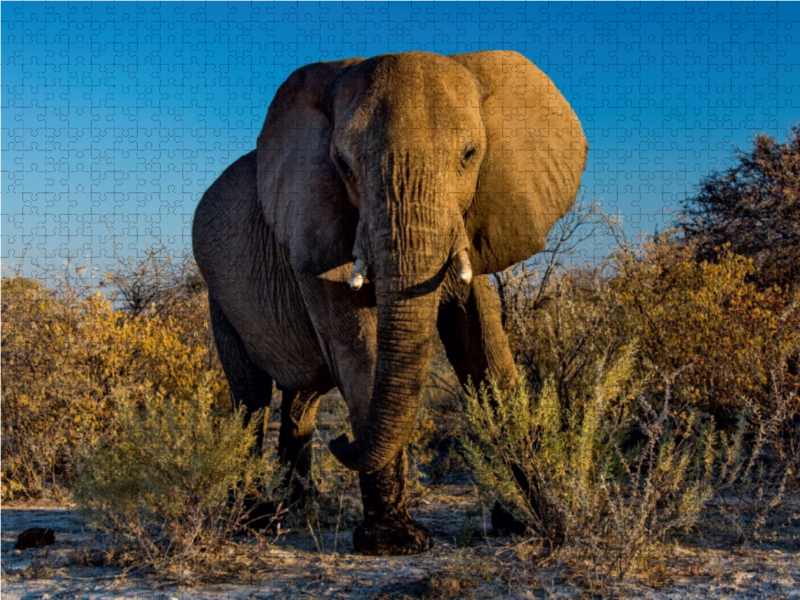 Elefant in Etosha