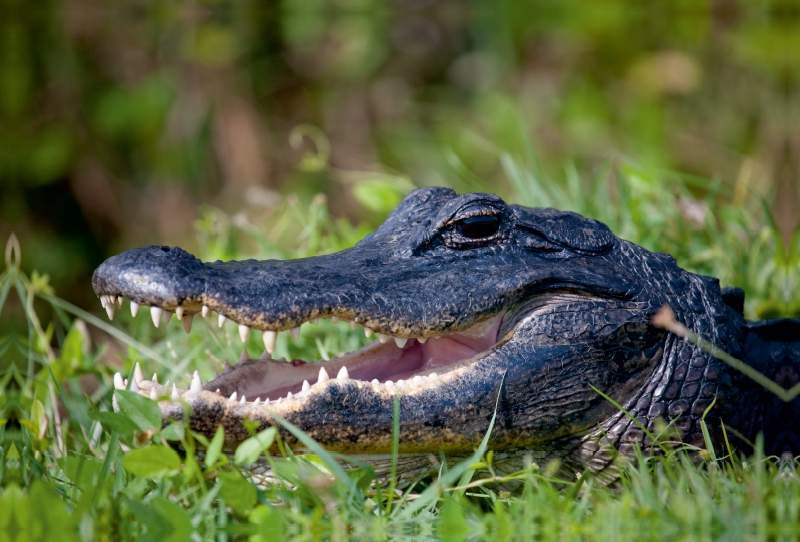 Mississippi-Alligator