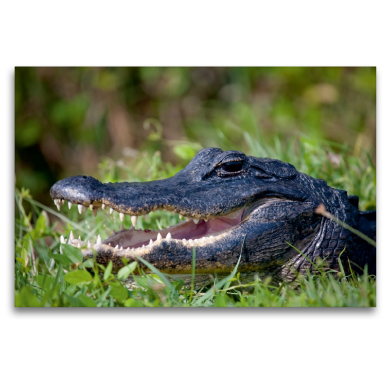 Mississippi-Alligator