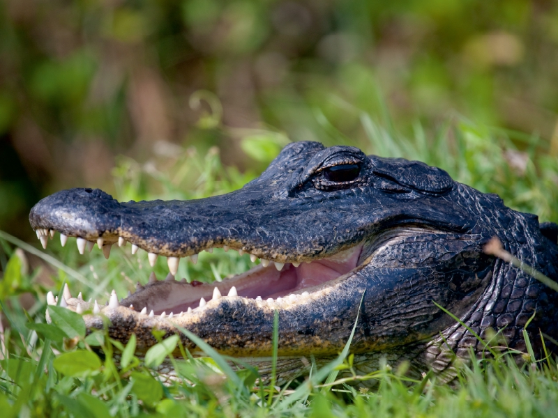 Mississippi-Alligator