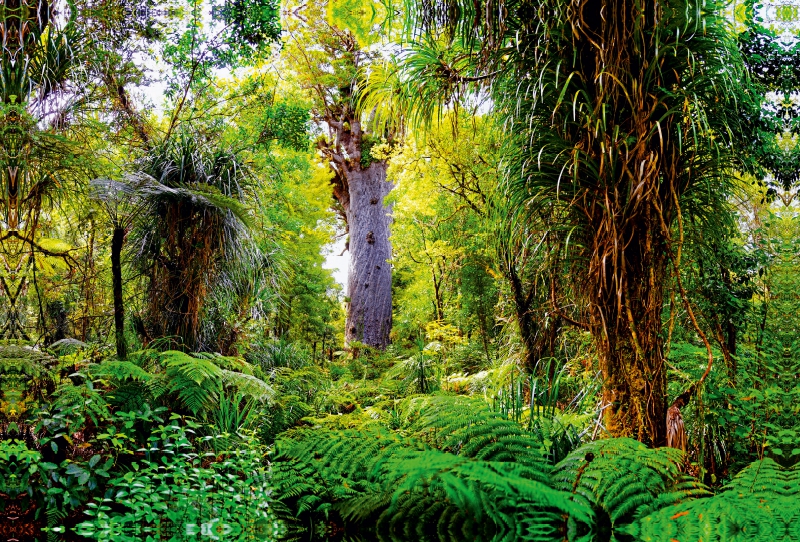 Kauri Baum im subtropischen Regenwald, Nordinsel, Neuseeland