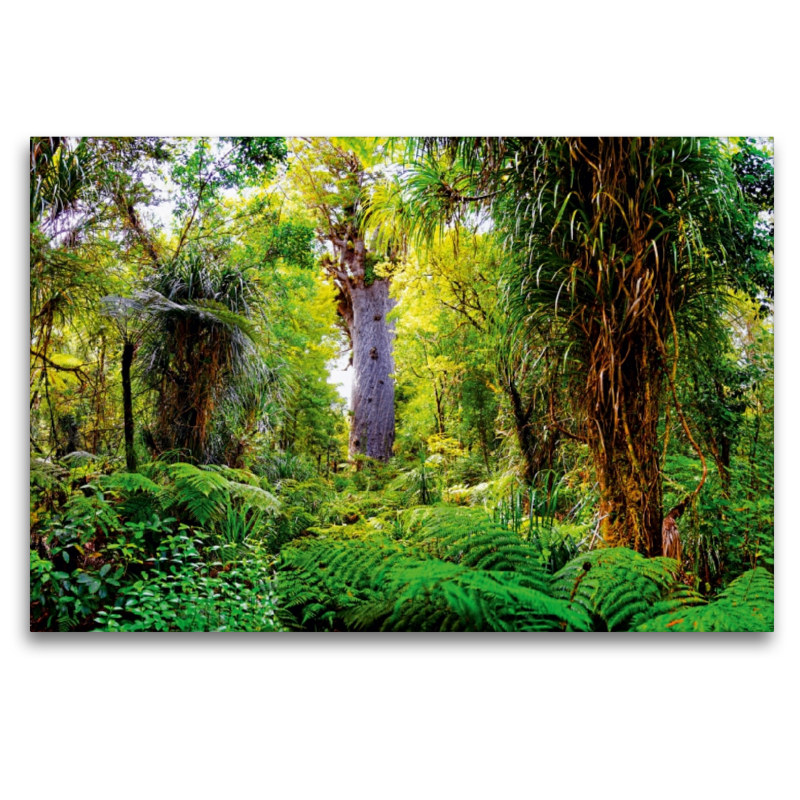 Kauri Baum im subtropischen Regenwald, Nordinsel, Neuseeland