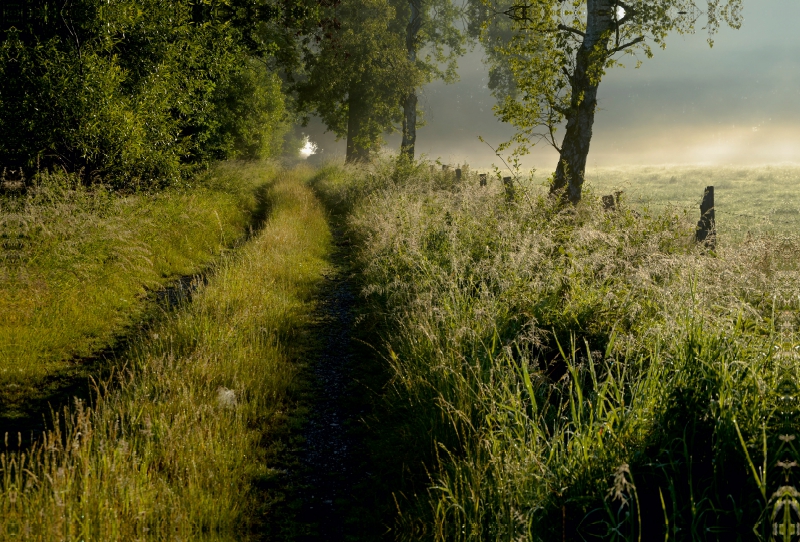 Feldweg am frühen Morgen