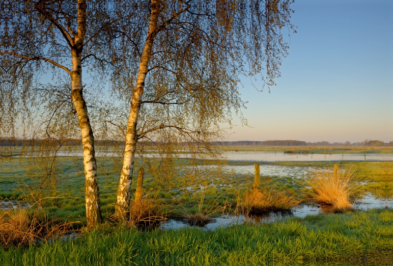 Feuchtwiese bei Sonnenaufgang