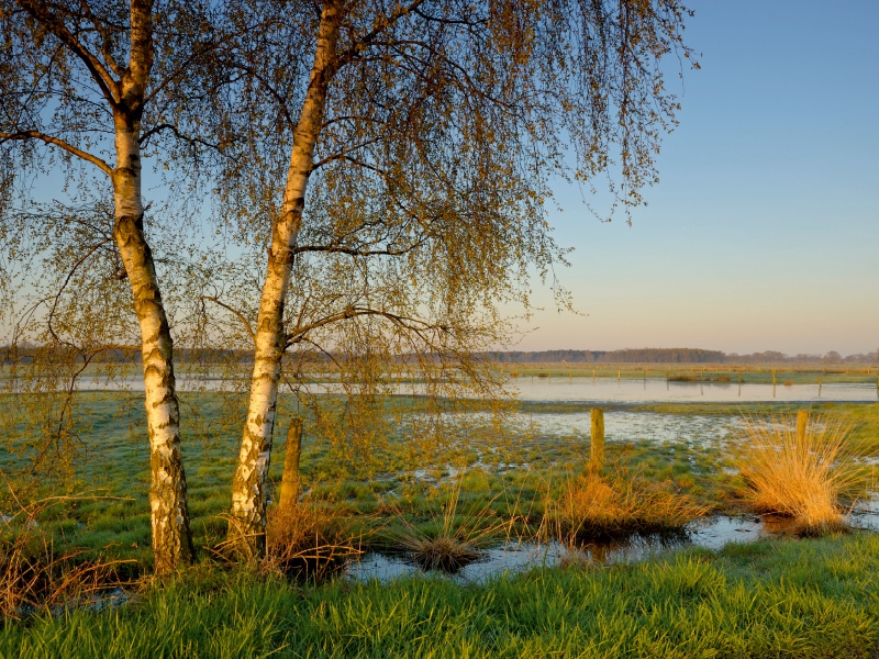 Feuchtwiese bei Sonnenaufgang