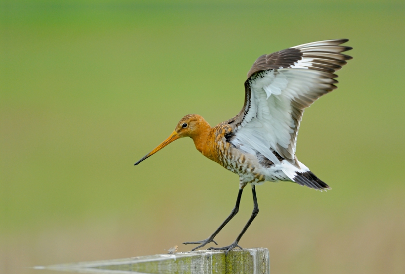 Uferschnepfe (Limosa limosa)