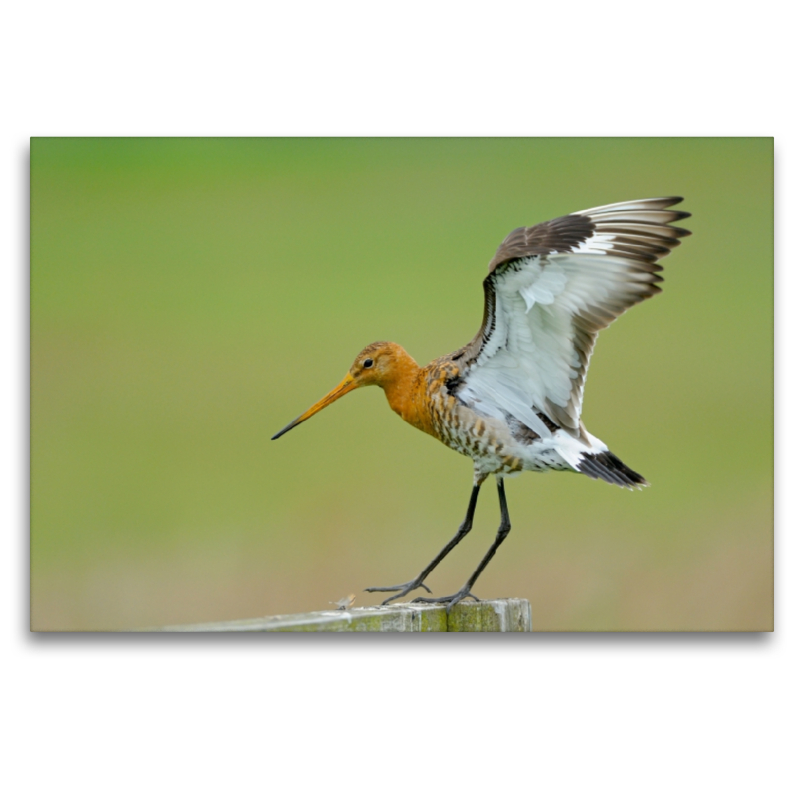 Uferschnepfe (Limosa limosa)