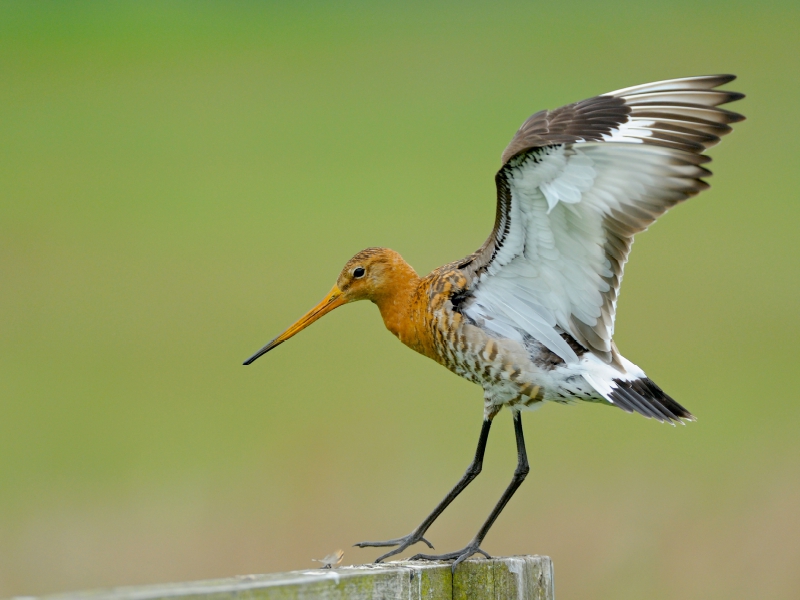 Uferschnepfe (Limosa limosa)