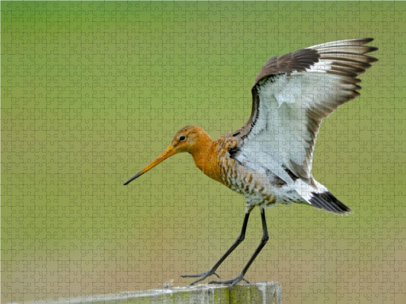 Uferschnepfe (Limosa limosa)