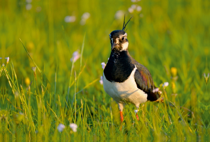 Kiebitz (Vanellus vanellus)