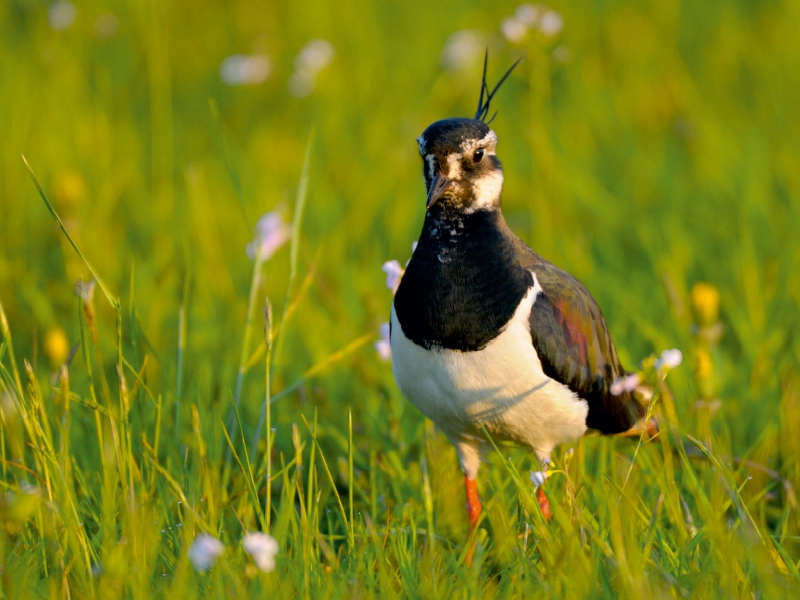 Kiebitz (Vanellus vanellus)