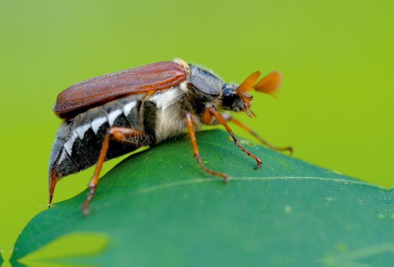 Feldmaikäfer (Melolontha melolontha)