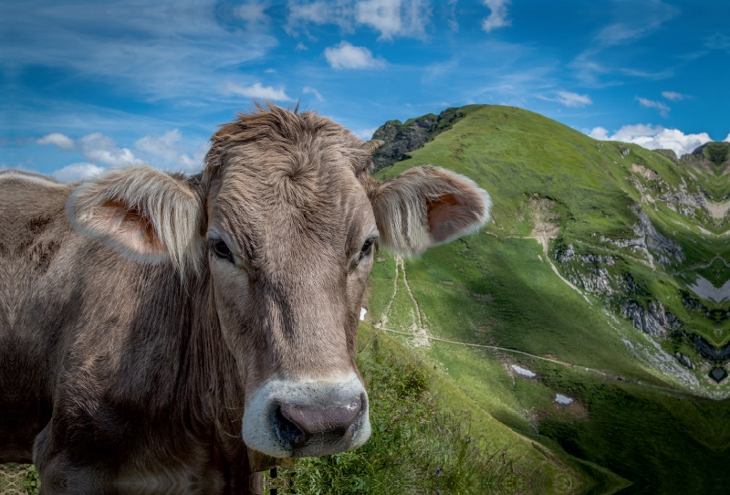 Kuh am Nebelhorn