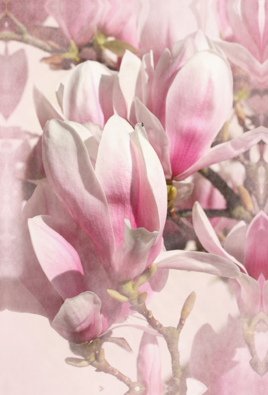 Magnolien