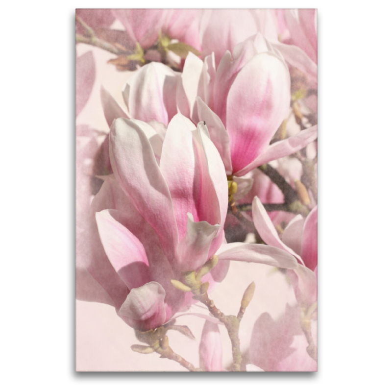 Magnolien