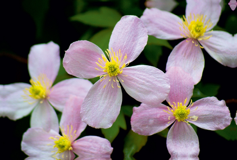 Clematis