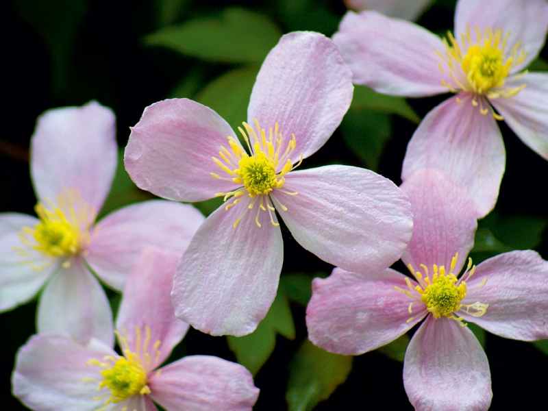 Clematis